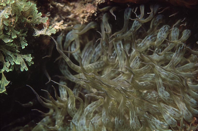 76 Altro.jpg - tra le alghe si incontrano antozoi, quali l'Aiptasia mutabilis...